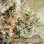 Gelato by Just Feminized THC Content Potency Strength CBD Height Yield Flowering Time Indica Sativa Genetics