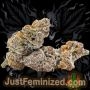 Just Feminized Gelato Smoke Buds Weed Ganja Skunk Dope Pot Images Pics Nuggets