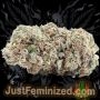 Just Feminized Gary Payton Auto Smoke Buds Weed Ganja Skunk Dope Pot Images Pics Nuggets