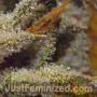 Chocolope by Just Feminized THC Content Potency Strength CBD Height Yield Flowering Time Indica Sativa Genetics