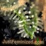 Diamond Candy Fast V by Just Feminized THC Content Potency Strength CBD Height Yield Flowering Time Indica Sativa Genetics