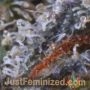 Blueberry Fast V by Just Feminized THC Content Potency Strength CBD Height Yield Flowering Time Indica Sativa Genetics