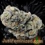 Just Feminized Blueberry Cheese Auto Smoke Buds Weed Ganja Skunk Dope Pot Images Pics Nuggets