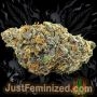 Just Feminized Blue Zushi Auto Smoke Buds Weed Ganja Skunk Dope Pot Images Pics Nuggets