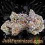 Just Feminized Blackberry MoonRocks Smoke Buds Weed Ganja Skunk Dope Pot Images Pics Nuggets