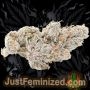 Just Feminized Biscotti Mintz Smoke Buds Weed Ganja Skunk Dope Pot Images Pics Nuggets