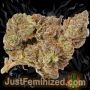 Just Feminized Biscotti Mintz Auto Smoke Buds Weed Ganja Skunk Dope Pot Images Pics Nuggets