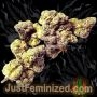 Just Feminized Banana Punch Smoke Buds Weed Ganja Skunk Dope Pot Images Pics Nuggets
