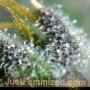 Apple Fritter Auto by Just Feminized THC Content Potency Strength CBD Height Yield Flowering Time Indica Sativa Genetics