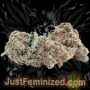 Just Feminized AKA Original 47 Auto Smoke Buds Weed Ganja Skunk Dope Pot Images Pics Nuggets