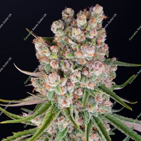 Auto GMO Feminized Marijuana Strain by Barneys Farm For Sale Online at Cannabis Seeds Outlet