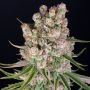 Auto GMO Feminized Marijuana Strain by Barneys Farm For Sale Online at Cannabis Seeds Outlet