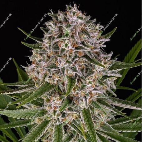 Auto Lemon Haze Feminized Marijuana Strain by Barneys Farm For Sale Online at Cannabis Seeds Outlet