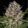 Auto Lemon Haze Feminized Marijuana Strain by Barneys Farm For Sale Online at Cannabis Seeds Outlet