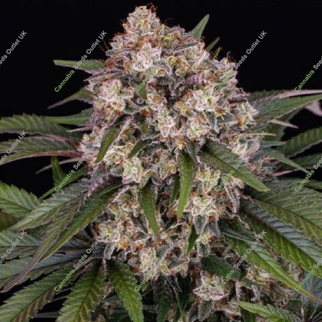 Auto OG Kush Feminized Marijuana Strain by Barneys Farm For Sale Online at Cannabis Seeds Outlet