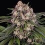 Auto OG Kush Feminized Marijuana Strain by Barneys Farm For Sale Online at Cannabis Seeds Outlet