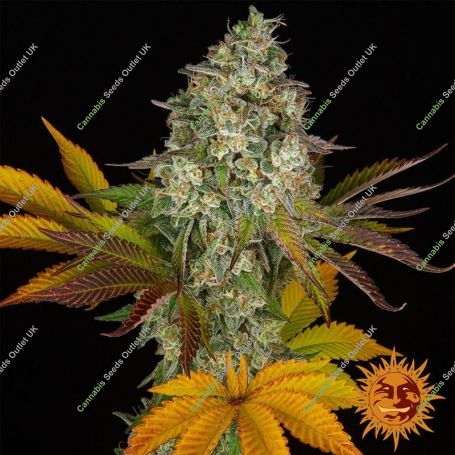 Auto Cookies Kush Feminized Marijuana Strain by Barneys Farm For Sale Online at Cannabis Seeds Outlet