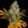 Auto Cookies Kush Feminized Marijuana Strain by Barneys Farm For Sale Online at Cannabis Seeds Outlet