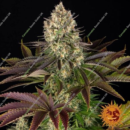 Biscotti Feminized Marijuana Strain by Barneys Farm For Sale Online at Cannabis Seeds Outlet