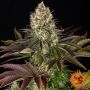 Biscotti Feminized Marijuana Strain by Barneys Farm For Sale Online at Cannabis Seeds Outlet
