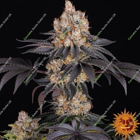 Gelato Feminized Marijuana Strain by Barneys Farm For Sale Online at Cannabis Seeds Outlet