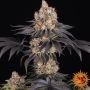 Gelato Feminized Marijuana Strain by Barneys Farm For Sale Online at Cannabis Seeds Outlet