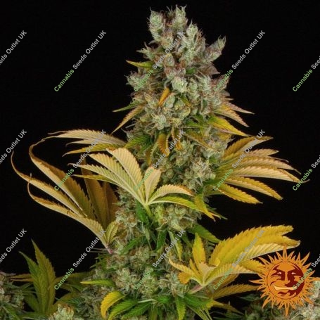 GMO Feminized Marijuana Strain by Barneys Farm For Sale Online at Cannabis Seeds Outlet