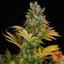 GMO Feminized Marijuana Strain by Barneys Farm For Sale Online at Cannabis Seeds Outlet