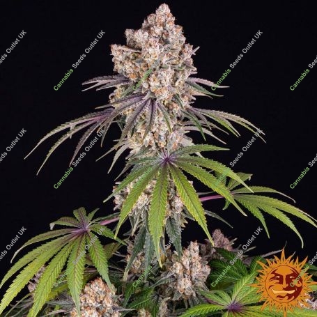 Ice Cream Cake Feminized Marijuana Strain by Barneys Farm For Sale Online at Cannabis Seeds Outlet