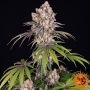Ice Cream Cake Feminized Marijuana Strain by Barneys Farm For Sale Online at Cannabis Seeds Outlet