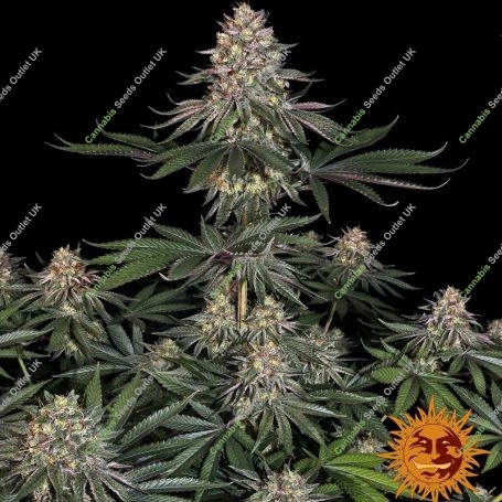 Lemon Drizzle Feminized Marijuana Strain by Barneys Farm For Sale Online at Cannabis Seeds Outlet