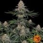 Lemon Drizzle Feminized Marijuana Strain by Barneys Farm For Sale Online at Cannabis Seeds Outlet