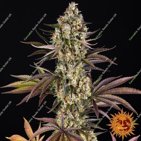 OG Kush Feminized Marijuana Strain by Barneys Farm For Sale Online at Cannabis Seeds Outlet