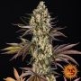 OG Kush Feminized Marijuana Strain by Barneys Farm For Sale Online at Cannabis Seeds Outlet