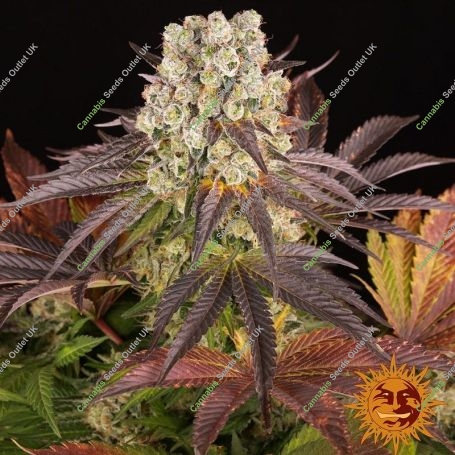 Purple Punch x Lemon Drizzle Marijuana Strain by Barneys Farm For Sale Online at Cannabis Seeds Outlet