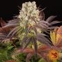 Purple Punch x Lemon Drizzle Marijuana Strain by Barneys Farm For Sale Online at Cannabis Seeds Outlet