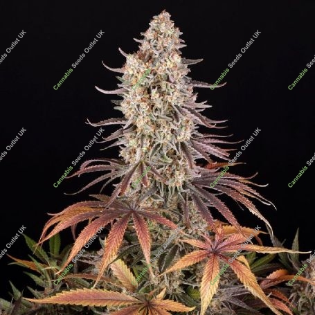 Sour Strawberry Feminized Marijuana Strain by Barneys Farm For Sale Online at Cannabis Seeds Outlet