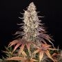 Sour Strawberry Feminized Marijuana Strain by Barneys Farm For Sale Online at Cannabis Seeds Outlet
