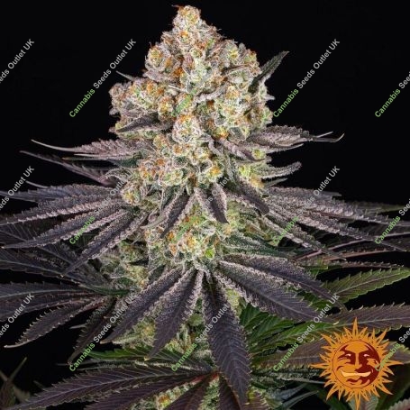 Runtz Feminized Marijuana Strain by Barneys Farm For Sale Online at Cannabis Seeds Outlet
