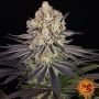 Runtz Feminized Marijuana Strain by Barneys Farm For Sale Online at Cannabis Seeds Outlet