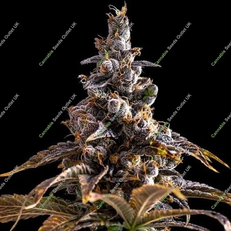 Alien Technology Do Si Dos Marijuana Strain by Empire Seed Bank For Sale Online at Cannabis Seeds Outlet