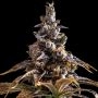 Alien Technology Do Si Dos Marijuana Strain by Empire Seed Bank For Sale Online at Cannabis Seeds Outlet