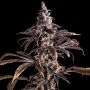 Empire Seed Bank Alien Technology Do Si Dos Smoke Buds Weed Ganja Skunk Dope Pot Images Pics Nuggets