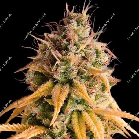 Bonkers Auto Feminized Marijuana Strain by Empire Seed Bank For Sale Online at Cannabis Seeds Outlet
