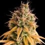 Bonkers Auto Feminized Marijuana Strain by Empire Seed Bank For Sale Online at Cannabis Seeds Outlet