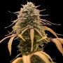 Empire Seed Bank Bonkers Auto Smoke Buds Weed Ganja Skunk Dope Pot Images Pics Nuggets