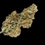 Bonkers Auto Feminized by Empire Seed Bank THC Content Potency Strength CBD Height Yield Flowering Time Indica Sativa Genetics