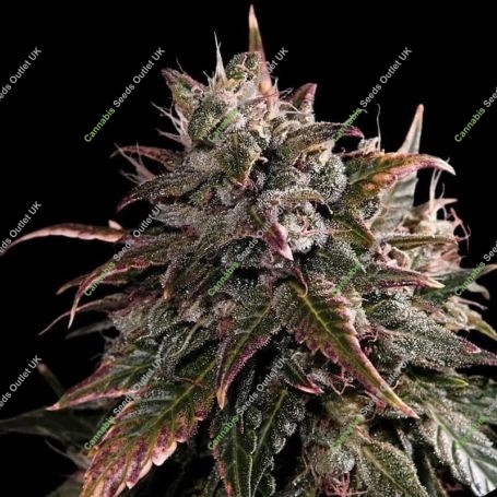 Bubble Bath Feminized Marijuana Strain by Empire Seed Bank For Sale Online at Cannabis Seeds Outlet