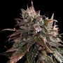 Bubble Bath Feminized Marijuana Strain by Empire Seed Bank For Sale Online at Cannabis Seeds Outlet