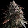 Empire Seed Bank Bubble Bath Smoke Buds Weed Ganja Skunk Dope Pot Images Pics Nuggets